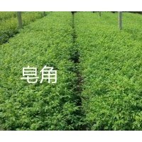 經(jīng)濟(jì)林、綠化苗