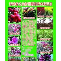 各種新品北美海棠接穗