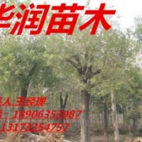 【天津國(guó)槐】【8-12公分國(guó)槐】【國(guó)槐的價(jià)格喬灌木】華潤(rùn)苗木-第