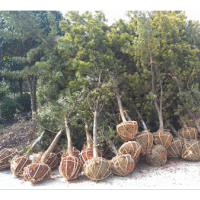 福建泉州羅漢松小苗批發(fā)商 2-3-4公分羅漢松價格多少 莆田羅漢松