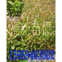 山杜英袋苗 山杜英價(jià)格 山杜英圖片