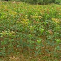 改良樹種中的最強(qiáng)者——秋紅焰紅楓