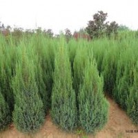 供應(yīng)刺柏