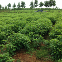 樟樹小苗（大葉樟）