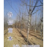 供應(yīng)毛白楊小苗