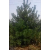 長(zhǎng)期供應(yīng):華山松，白皮松，櫻花