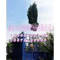 蜀檜苗木批發(fā)