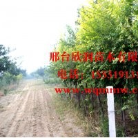 大量供應(yīng)8公分金葉榆