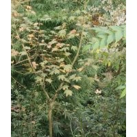 供應(yīng)山貨五角楓