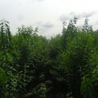 絲綿木小苗 絲綿木小苗多少錢