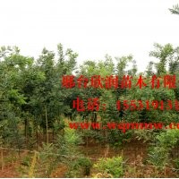 河北邢臺欣潤苗木大量供應國槐 10公分