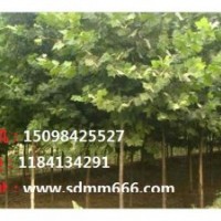 供應毛白楊國槐、白蠟、柳樹、椿樹、等各種綠化苗木