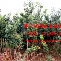 河北邢臺欣潤苗木大量供應國槐 8公分