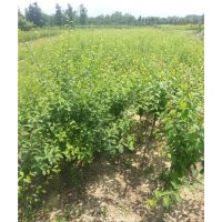 山東泰安榆葉梅批發(fā)價格