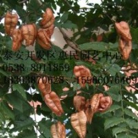 山東泰安南欒 北欒批發(fā)價格