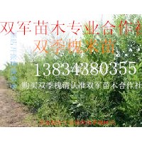 哪里有雙季槐