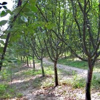 長(zhǎng)期大量供應(yīng)各種規(guī)格木瓜樹(shù) 木瓜苗 木瓜種子