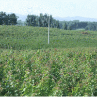 長(zhǎng)期大量供應(yīng) 五角楓苗 五角楓 元寶楓 工程苗 綠化苗