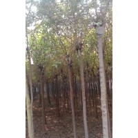 出售香花槐 垂柳 速生柳 金葉楡 火炬 國槐 白蠟 刺槐 法桐 泡桐