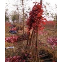 自產(chǎn)自銷美國紅楓：秋火焰丶紅點(diǎn)、紅冠紅楓