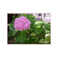 八仙花、紅葉小檗、龍柏球、蜀檜球、金邊黃楊