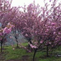 花卉供應(yīng)櫻花 ,海棠 ,紅楓