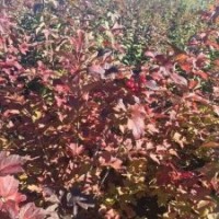 供應(yīng)美國(guó)莢迷苗