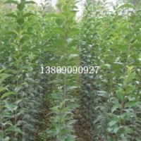 大葉女貞小苗、大苗廣玉蘭，銀杏，苗圃綠化苗木，櫻花 龍柏