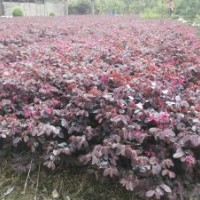 毛杜鵑,紅葉石楠,紅花繼木 大量供應綠化苗木，一手貨源，價格實