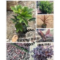 供應(yīng)地被小苗（規(guī)格：5斤/7斤）