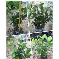 大葉梔子花5斤、7斤各種規(guī)格冠幅大量供應(yīng)