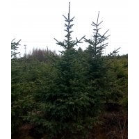 云杉1.5-3.5米