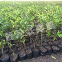 供應紅花檵木、丹桂、枇杷