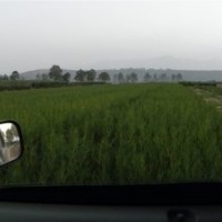 大量供應(yīng)優(yōu)質(zhì)側(cè)柏小苗