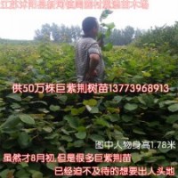 江蘇巨紫荊苗價格便宜銷售火爆