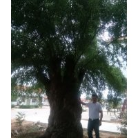 國槐、柳樹、白蠟