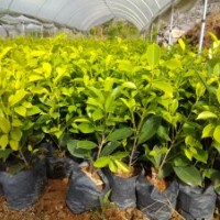 優(yōu)質(zhì)地被苗（黃金榕）25-30