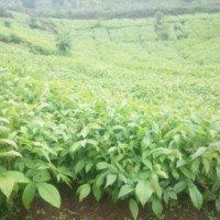 供應一年生實生核桃苗