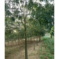 12到30公分國槐出售