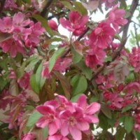 供應(yīng)北美海棠、亞當(dāng)海棠、皇家雨點(diǎn)海棠等