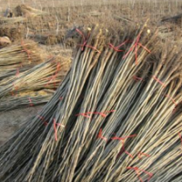 低價供應：流蘇苗，流蘇樹，牛筋樹