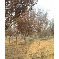 紅葉李基地紅葉李價(jià)格