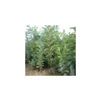 山西板栗苗 板栗苗價(jià)格 板栗苗基地