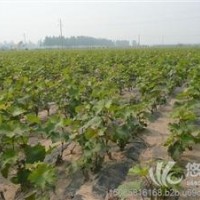 柿子苗//葡萄苗//李子苗//鈣果苗