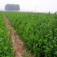 北京綠化苗木綠籬衛(wèi)矛出售