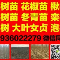 楊樹苗，花椒苗、梨樹苗、海棠苗、速生楊、欒樹苗、冬青苗