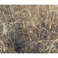 哈爾濱南崗區(qū)紅旗鄉(xiāng) 供應(yīng)4年生糖槭樹 紫葉稠李小苗 價(jià)低 質(zhì)優(yōu)