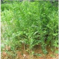 供應(yīng)紅豆杉苗(1號) 北流紅豆杉樹苗(2號) 紅豆杉種苗(3號)