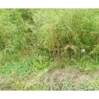 出售岷江柏樹小苗，岷江柏苗，價(jià)格面議，質(zhì)量保證