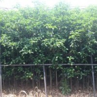 桂花苗 丹桂批發(fā)處理